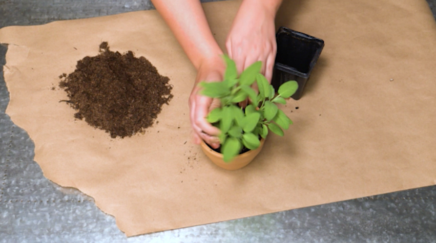 Pumpkin planter